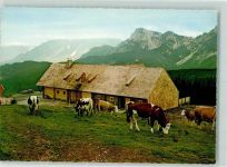 Stoisseralm - Kühe Untersberg Hochstaufen