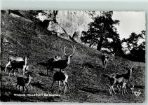 2014 Hollabrunn - Wildpark Hirsch Rehe