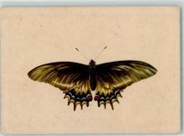 Südamerik. Schwalbenschwanz AK Schmetterling 1945 Künstlerkarte