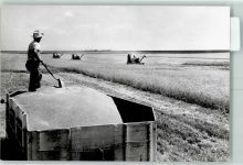 KEINE AK Weizenernte Landwirtschaft