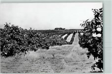 Orangenplantage in Florida Früchte AK Landwirtschaft KEINE AK