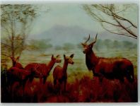 Tiere Stereokarte