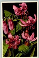 Verlag Gyger Montagon Lily Blumen AK Alpenflora 1977