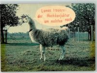 Lama Humor AK Exotisches Tier