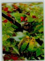 Papagei Wellensittiche Baum Parrots No.303 Stereokarte