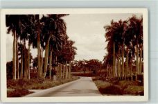 Havanna La Habana Gebrauchsspuren Central Straße Palmen