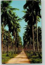 Suva - Palmenplantage Ort lt. Verlag