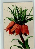 Nr. 617 - Farbenlichtdruck - Blume Rommel 1907