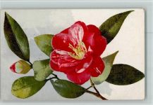 Photochromie Serie 527 Nr. 998 - Blumen AK Nenke & Ostermaier 1919