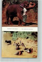 Elephant and Mahout Bathing - Ceylon AK Volkstypen Elefant