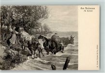 Nr. 10 Verlag Brunner & Co - Am Bodensee, Kühe Koller, R.