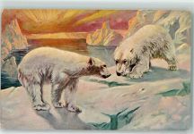 2 Bären auf einer Eisscholle Eisbär 1910 Künstlerkarte