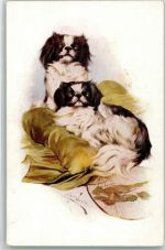 Nr. 883 Hund Pekinese M. Munk Wien Künstlerkarte