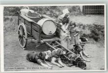 Laitiere Flamande - Une grande Cliente Hundekarren