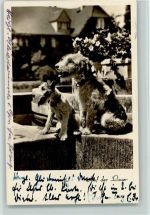 auf der Lauer auf der Mauer Foto 1952 AK Terrier