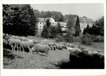 Foto AK Schafherde Schaf