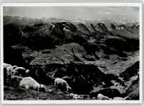 Unterwasser Säntis Blick ins Obertoggenburg Churfirstengruppe Glarnerberge Schaf