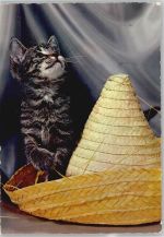 Katze mit Strohhut - Katze
