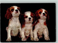 Pekinesen Welpen? ca 1965 AK Pekinese