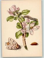 Apfelbaum mit Schwammspinner Schmetterling Künstlerkarte