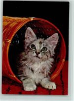 Kätzchen im Korb ca 1970 AK Katze