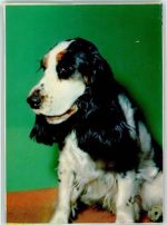 Spaniel ca 1965 AK Spaniel