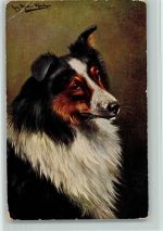 sing Aug. Müller - Collie Collie Künstlerkarte