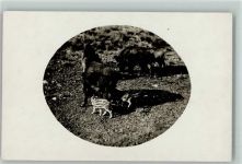 Wildschweine mit kleinen Frischlingen - Wildfütterung Jagdtier