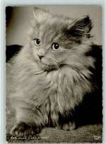 Popp 1337 - Laß mich nicht allein Foto AK Katze