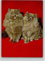 Zwei Perserkätzchen ca 1965 AK Katze