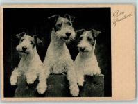 Drei Prachtkerle 1937 AK Terrier