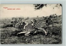 Nairobi Afrika - Löwin erlegt ein Zebra - Jagd , gute Erhaltung Raubkatze
