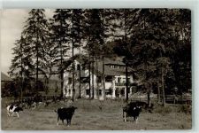 37671 W3470 Ottbergen , Kr Höxter - Cafe Restaurant Pension Haus Silberteich Kühe