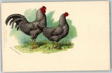 Dominikaner Huhn 1900 Lithographie / Künstlerkarte