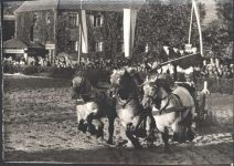 48231 W4410 Warendorf - Hengstparade Landgestüt Warendorf