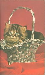 Katze Quietsch AK