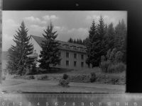56479 W5439 Rehe GLASNEGATIV