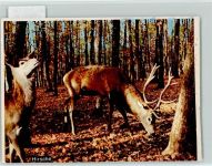 W3257 Springe , Deister Hirsche Jagdtier FOTO KEINE AK