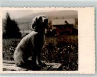 Ein aufmerksamer Hund Spaniel Foto AK