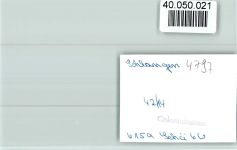 33189 W4797 Schlangen FOTO KEINE AK Landstraße