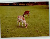 W3001 Anderten , Kr Hannover Rehe Jagdtier FOTO KEINE AK