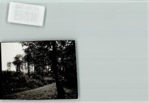 38154 W3308 Schöppenstedt FOTO KEINE AK Wald