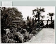 78462 W7750 Insel Mainau FOTO KEINE AK Palmen