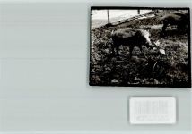 37688 W3472 Beverungen FOTO KEINE AK Wildschwein