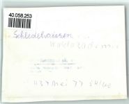 49143 W4516 Schledehausen , Kr Osnabrück FOTO KEINE AK Waldakademie