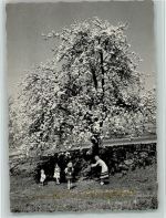 Blühender Baum AKU2 Pfingsten