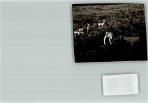 37688 W3472 Beverungen FOTO KEINE AK Hirsch