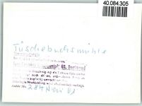 57572 W5231 Tüschebachsmühle FOTO KEINE AK Zwei Ruderboote