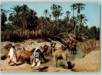 Hammamet Kamelherde nimmt ein Bad in der Oase Kamel