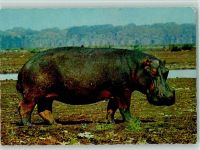Nilpferd an Land Nilpferd